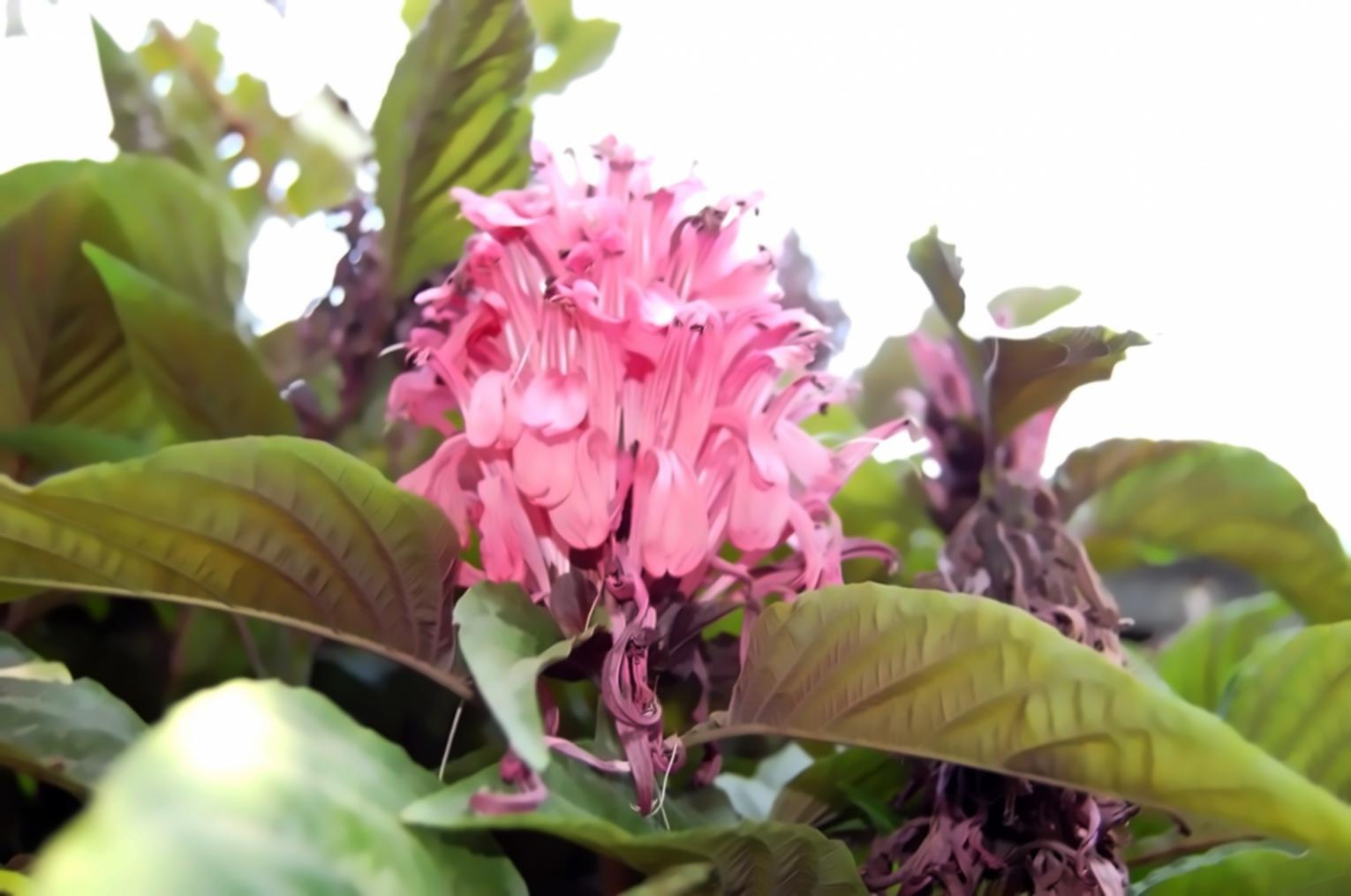 生態系研究の現場